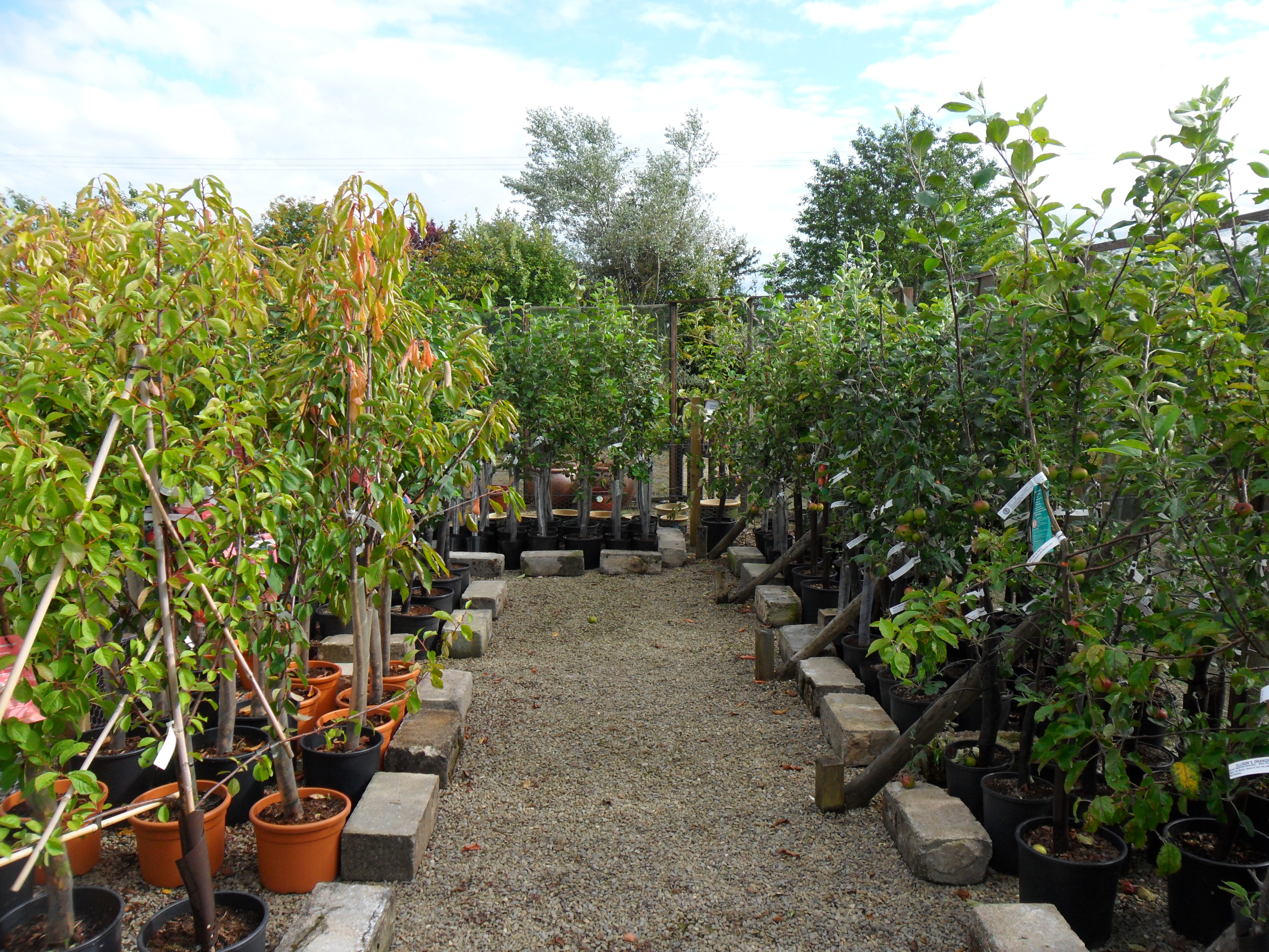 Fruit Trees at Kirkdale Nursery